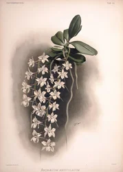 Aerangis articulata, syn.: Angraecum articulatum